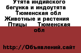 Утята индийского бегунка и индоутята  - Тюменская обл. Животные и растения » Птицы   . Тюменская обл.